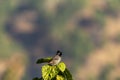 Red vented bulbul or Pycnonotus cafer portrait a common widely distributed bird in natural green background in foothills of