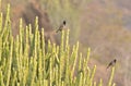 Red-vented Bulbul Pair on Cactus