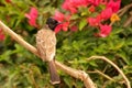 Red-vented Bulbul (Pycnonotus cafer)