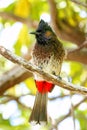 Red-vented bulbul (Pycnonotus cafer) sitting on a tree