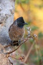 Red-vented Bulbul (Pycnonotus cafer) sitting in a tree, Ranthambore National Park, India