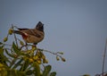 The red-vented bulbul Pycnonotus cafer