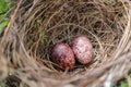 Red-vented bulbul Pycnonotus cafer. Two red spotted bird eggs in a nest, selective focus Royalty Free Stock Photo