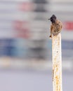 A Red vented Bulbul Royalty Free Stock Photo