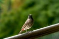 Red Vented bulbul seating on riling Royalty Free Stock Photo