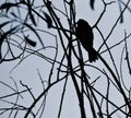 Red vented bulbul sitting on a tree top Royalty Free Stock Photo