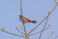 Red Vented Bulbul in a Tree