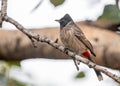 Red vented bulbul on a tree Royalty Free Stock Photo