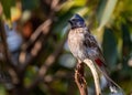 Red Vented Bulbul on a tree Royalty Free Stock Photo
