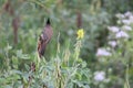 A red vented bulbul on a twig over the lake at my village. This beautiful bird has a comb over the head and rare feather pattern