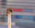 A Red vented Bulbul Royalty Free Stock Photo