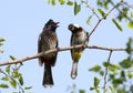 A red vented and a white cheeked bulbul perched on a tree Royalty Free Stock Photo