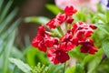 Red verbena Royalty Free Stock Photo