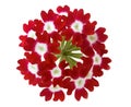 Red verbena Royalty Free Stock Photo