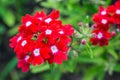 Red verbena Royalty Free Stock Photo