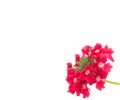 Red verbena flower Royalty Free Stock Photo