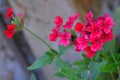 Red Verbena Flower Royalty Free Stock Photo