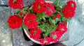 Red Verbena in flowerpot Royalty Free Stock Photo