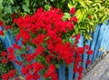 Red verbena flowers on blue fence Royalty Free Stock Photo