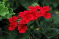 Red verbena flowers in full bloom during spring