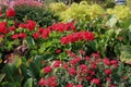 Red Verbena, Red Geraniums, Boxwood and leafy greens and shrubs in a garden in Seattle, Washington