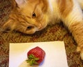 A red and very smart cat named Red and Strawberry Royalty Free Stock Photo