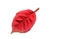 Red vibrant leaf on white background.