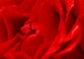 Red vibrant rose petals with water droplets Royalty Free Stock Photo