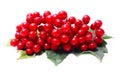 Red viburnum Royalty Free Stock Photo