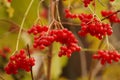 Red viburnum Royalty Free Stock Photo