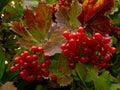 Red viburnum Royalty Free Stock Photo