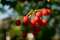 Red berries of viburnum, close-up. Fruit tree. Harvest.