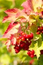 Red Viburnum berries Royalty Free Stock Photo