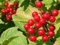 Red viburnum berries