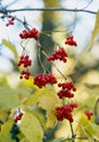 Red viburnum berries against a background of yellow leaves. Autumn natural background with viburnum fruits Royalty Free Stock Photo