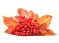 Red viburnum berries and autumn leaves