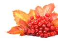 Red viburnum berries and autumn leaves