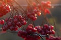 red viburnum berries on a branch in the garden. Ripening fruits of viburnum vulgaris Royalty Free Stock Photo