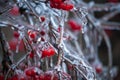 Red viburnum berries frozen by the first frosts in December.