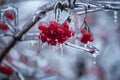 Red viburnum berries frozen by the first frosts in December.