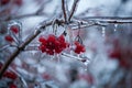 Red viburnum berries frozen by the first frosts in December.