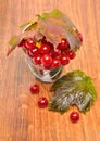 Red viburnum berries in the glass
