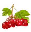 Red Viburnum Berries With Leaves. Vector illustration