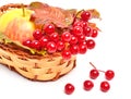 Red viburnum berries and ripe apple in the basket