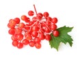 Red Viburnum berries for tea from the viburnum