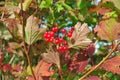 Red Viburnum berries on the tree