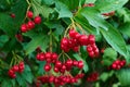 Red Viburnum berries in the tree