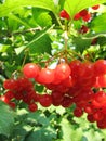 Red viburnum berry Royalty Free Stock Photo