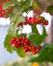 Red viburnum berry on the branches of a bush Royalty Free Stock Photo