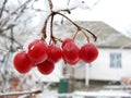 Red viburnum berry on frost Royalty Free Stock Photo
